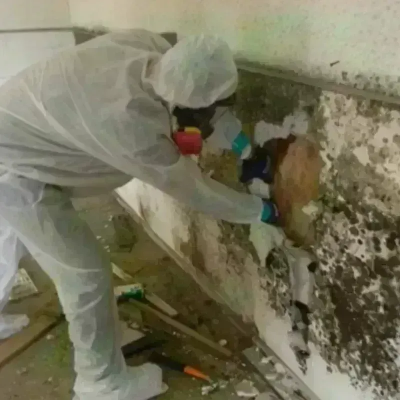 Mold Remediation and Removal in Neoga, IL